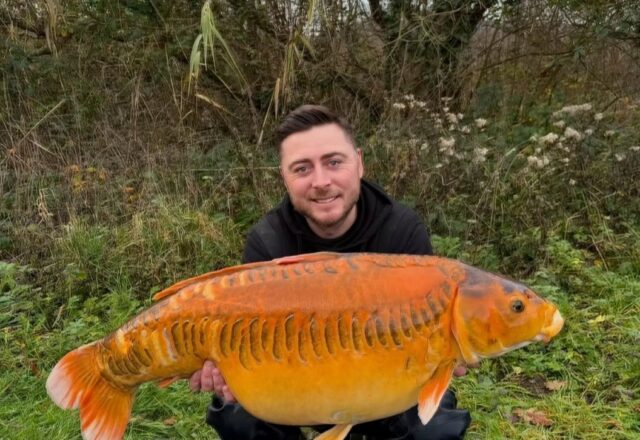 Carp Somnium - Image 8