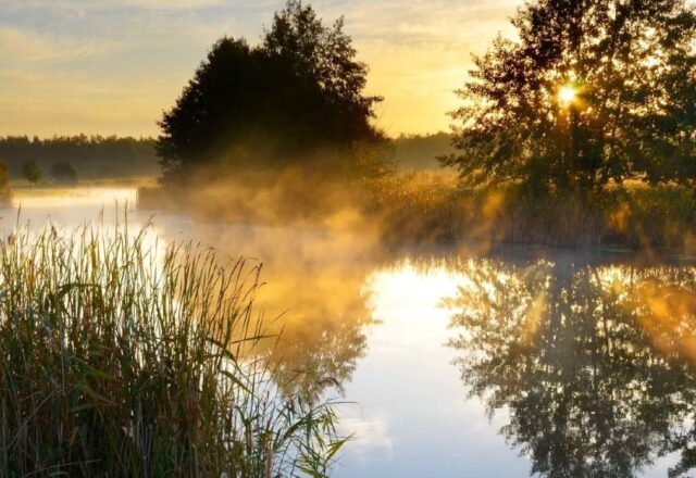 Carp Somnium - Image 7