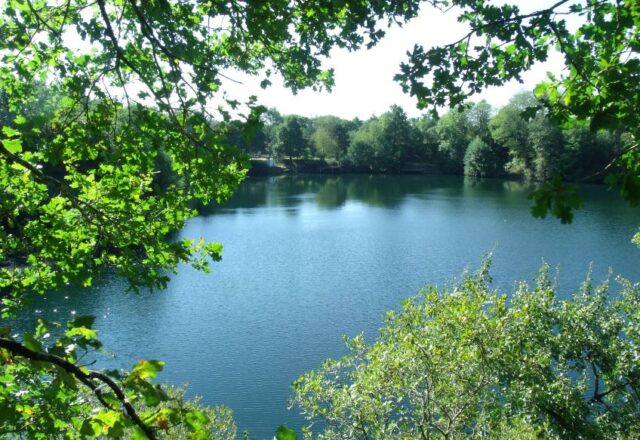 Quarry Bank Carp Pool - Image 1