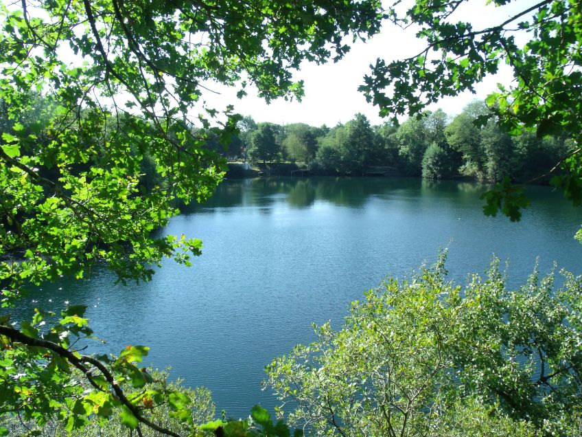 Quarry Bank Carp Pool