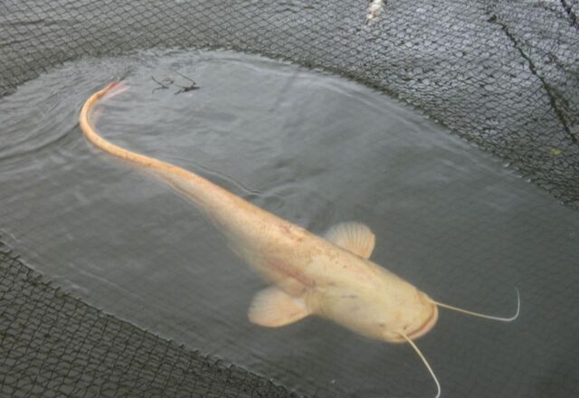Quarry Bank Carp Pool - Image 7