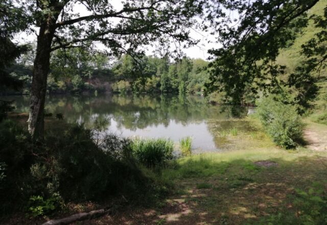 Quarry Bank Carp Pool - Image 6