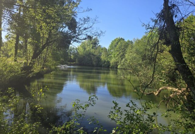 Lac Olivia - Image 1